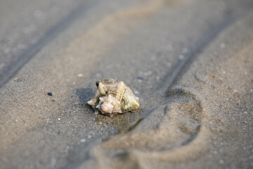 a shell in the sand