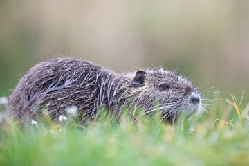 baby nutria in green gras