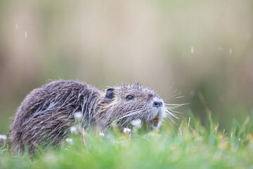 baby nutria in green gras