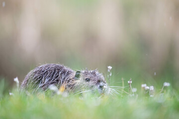 baby nutria in green gras