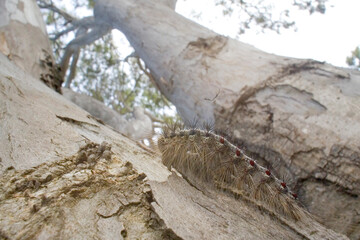 caterpillar of the gypsy moth or spongy moth  Lymantria dispar, bruco di Lymantria dispar, processionaria della quercia Sardinia, Italy