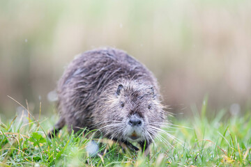 baby nutria in green gras