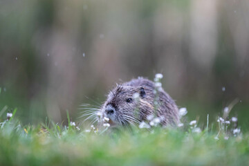 baby nutria in green gras