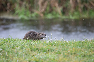 baby nutria in green gras