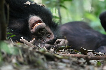 portrait of a young chimpanzee smiling while laying upside down on the forest floor of the kibale national forest and park in Uganda. Chimpanzee tracking, 