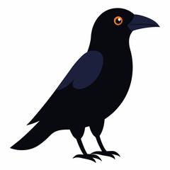 bird on a white background