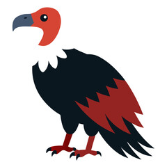 eagle isolated on white