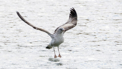 A solo seagull spreading its wings and flying up from the calm lake.
