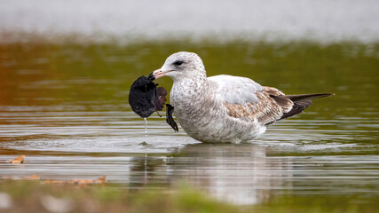 The seagull stays away from the flock to rest at the waterside.