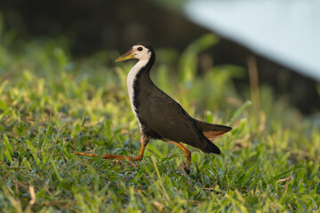 white-breasted waterhen  - Amaurornis phoenicurus walking on green grass. Photo from Wilpattu National Park in Sri Lanka.