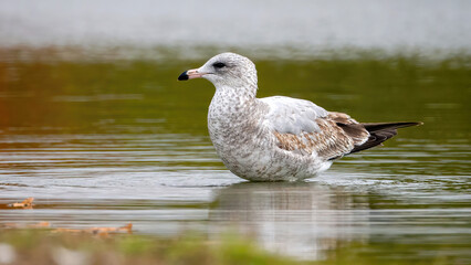 The seagull stays away from the flock to rest at the waterside.