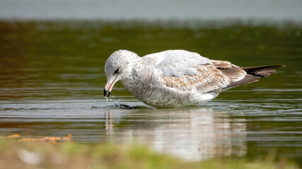 Fototapeta premium The seagull stays away from the flock to rest at the waterside.