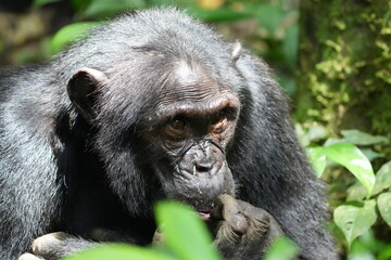 portrait of a chimpanzee in the sun in the kibale national forest (uganda), licking his fingers