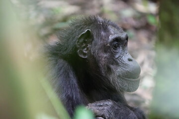 close up of an older chimpanzee in kibale national forest in uganda, eating a berry