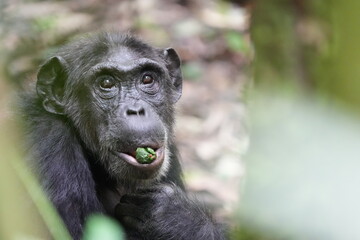 close up of an older chimpanzee in kibale national forest in uganda, eating a berry