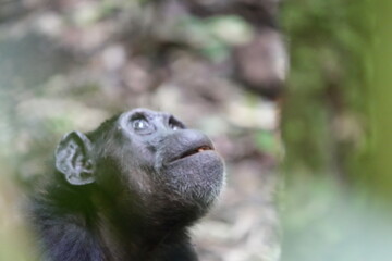 close up of an older chimpanzee in kibale national forest in uganda, eating a berry