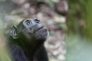 Fototapeta premium close up of an older chimpanzee in kibale national forest in uganda, eating a berry