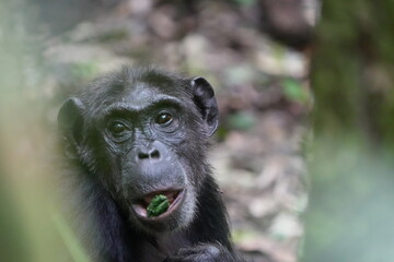 Obraz premium close up of an older chimpanzee in kibale national forest in uganda, eating a berry