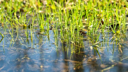 Close-up of fresh green grass growing in clear water, reflecting its surroundings. Ideal for promoting wetland beauty and plant resilience. Perfect for nature enthusiasts and environmental campaigns