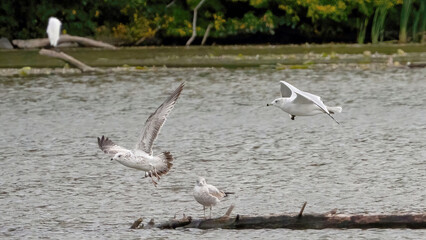 The seagull flies over the calm water and up to the sky
