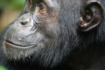 portrait close up of a chimpanzee in kibale national forest uganda