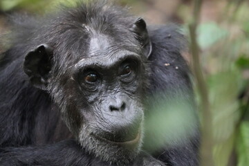portrait of an older chimpanzee in the kibale national forest uganda