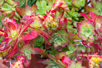 Flores de jardín. Flor de siempreviva de color amarilla en el jardín en invierno.