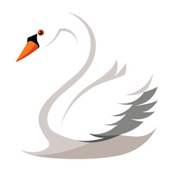 Obraz premium black swan on white background