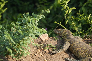 Nile Monitor Lizard Portrait &ndash; Sunbathing Giant in Queen Elizabeth National Park, Uganda