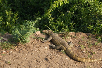 Nile Monitor Lizard Portrait – Sunbathing Giant in Queen Elizabeth National Park, Uganda