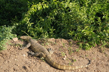 Nile Monitor Lizard Portrait – Sunbathing Giant in Queen Elizabeth National Park, Uganda