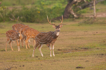 chital or cheetal - Axis axis, spotted deer, chital deer, axis deer male with antlers at green...