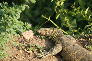 Nile Monitor Lizard Portrait – Sunbathing Giant in Queen Elizabeth National Park, Uganda