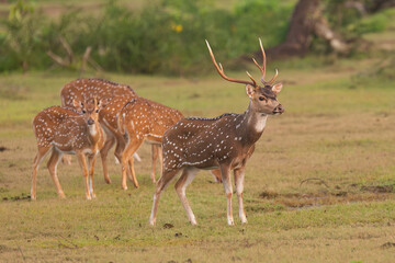 Obraz premium chital or cheetal - Axis axis, spotted deer, chital deer, axis deer male with antlers at green background. Photo from Wilpattu National Park in Sri Lanka.