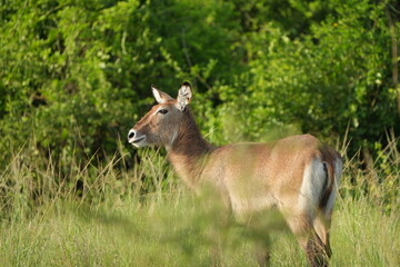 female waterbuck isolated portrait queen elizabeth park uganda 