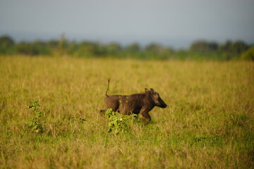 portrait of a warthog in Queen Elizabeth National Park (Kasenyi)