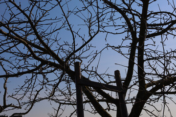 The photo shows a silhouette of a leafless tree against a blue sky. The tree has many thin branches that create a complex pattern. In the center of the frame, a wooden ladder is visible, supporting th