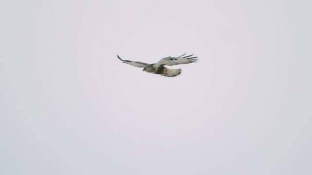 Bird in flight. Bird of prey, rough-legged buzzard (Buteo lagopus), flaps its wings against a blue sky. Wildlife. Slow motion.