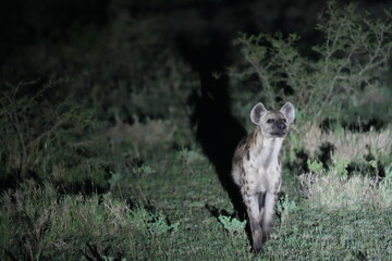 Hyena Caught in Spotlight During Night Safari &ndash; Queen Elizabeth National Park, Uganda