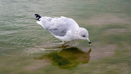 The seagull stays away from the flock to rest at the waterside