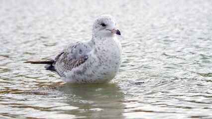 The seagull stays away from the flock to rest at the waterside.