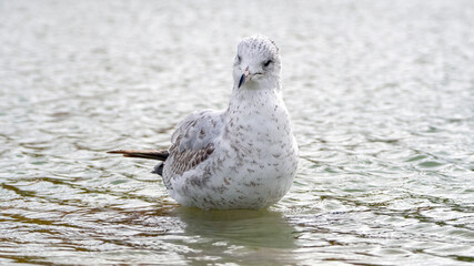 The seagull stays away from the flock to rest at the waterside.