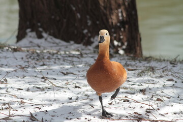 Step into winter. The red duck confidently walks across the snowy ground.