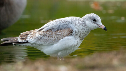 The seagull stays away from the flock to rest at the waterside.