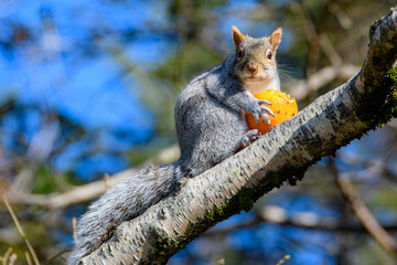 A big grey squirrel on a tree branch eating an orange. He is looking towards the camera.