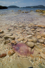 Jellyfish being washed ashore, Medusa on the shoreline.  Porto Conte, Punta Giglio Capo Caccia, Cala Bramassa, Alghero, Sardinia Italy