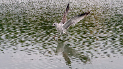A solo seagull spreading its wings and flying up from the calm lake.