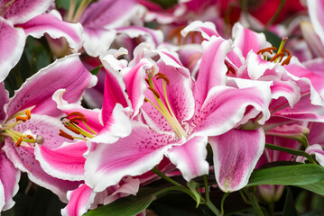 Beautiful Lilium flowers in the tropical garden -  a genus of herbaceous flowering plants growing from bulbs, all with large and often prominent flowers.