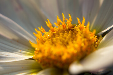 close up of a flower