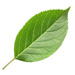 Obraz premium Green leaf isolated on transparent background 